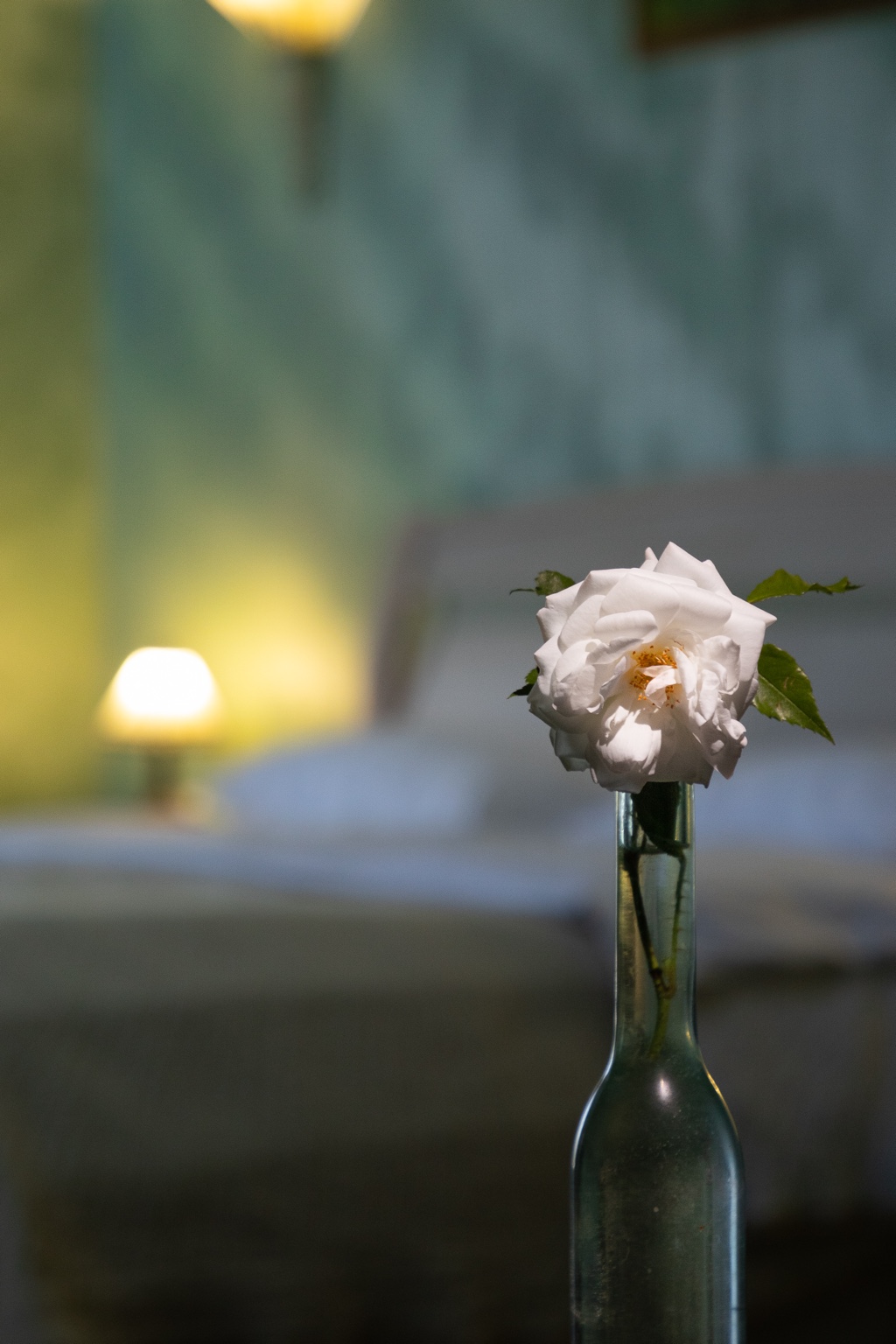 A flower indoors