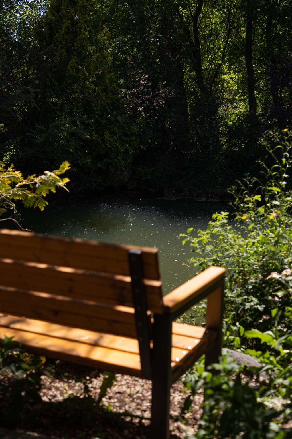 A bench by the pond