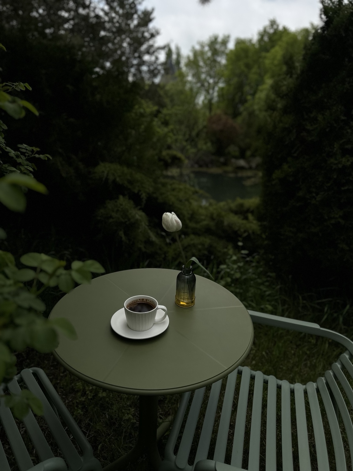 Coffee among the trees