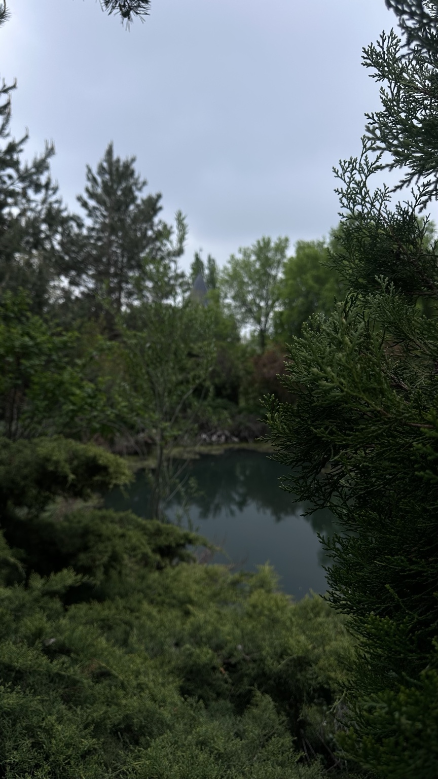 Greenery by the water